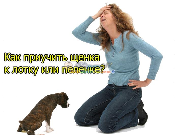 Приучить щенка к лотку или пеленке
