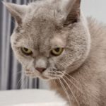 Мурлыка предупреждает об опасности: как понять, что кошка уловила дома
